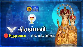 🔴 LIVE : Holy Mass In Tamil - 25th April 2024 | Annai Vailankanni Shrine | Besant Nagar Annai