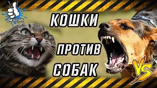 Агрессивные кошки или как кошки щемят собак КОШКИ против СОБАК #onutube