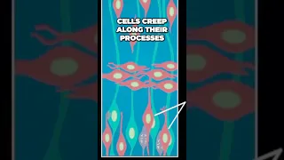 The Incredible Role of Radial Glial Cells in Nervous System Development