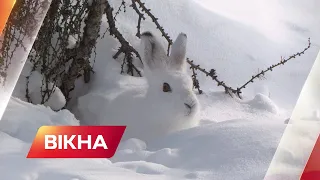 НАСИПАЛО ДО ПІВМЕТРА СНІГУ: погіршення погодних умов на заході України  | Вікна-Новини