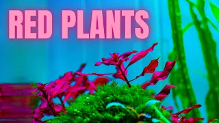 THE ONLY METHODS TO GROWING RED PLANTS (NOT IRON)