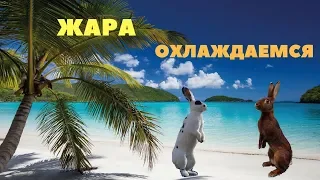 Влияние жары на разведение кроликов / Как охладить кроликов