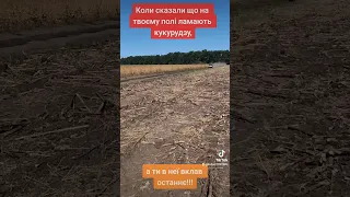 Крадуть кукурудзу 🌽!!!