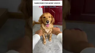 Funny dog video 🤣🤣 cute funny dog #puppy #dog #shorts #shortsfeed #cutedog #cuteanimals #pets #viral