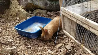 Not just a dino pen! Bunnies can play too!