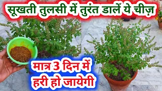 Tulsi Plant Care Tips.Best Homemade Fertilizer For tulsi plant.How to save tulsi.तुलसी.gardening.