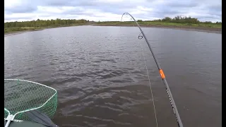 Рыбалка на спиннинг осенью! Цикада  выручает!