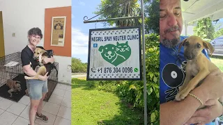 We visited the Negril spay & neuter clinic