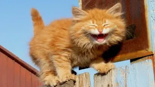 Funny fluffies / Funny moments with animals 2024 / #50