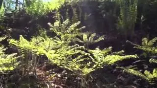 Ferns in the wind