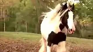 Gypsy Vanner Horses- Unwritten