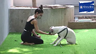 Fatima Sana Shaikh spotted playing with her dog; Watch Video | Shudh Manoranjan