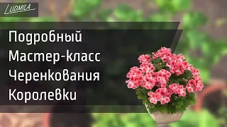 КАК УКОРЕНИТЬ КОРОЛЕВСКУЮ ПЕЛАРГОНИЮ(ГЕРАНЬ). 100% ПРОВЕРЕННЫЙ СПОСОБ.