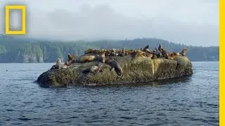 The Sea Otter's Enchanted Forest | America's National Parks