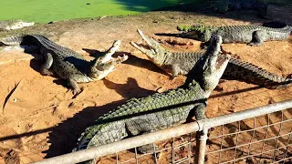 CROCODILE FIGHT | CROCODILE GROWL | TERRITORIAL BEHAVIOUR