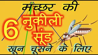 About Mosquitoes in Hindi with (English Sub-Titles). Mosquitoe uses six needles to suck blood .