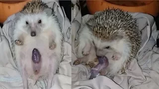 HEDGEHOG GIVES BIRTH!