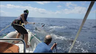 Sperm Whale vs Giant Squid! - Science 3D Mission