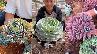 Harvest Succulents in My Garden| 多肉植物 | 다육이들 | Suculentas