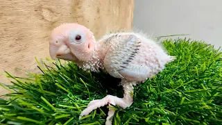 (12 Days Old) GREEN CHEEK CONURE CHICK