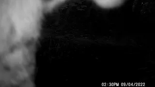 Trail cam: Bobcat up close