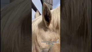Horse Life hack!! How to stop flys coming on your horses! 🐴