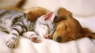 Funny video of cat and dog  - Funny videos of animals -  Reverse video