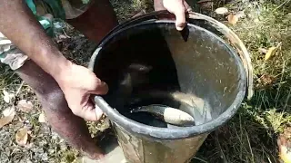 Amazing Hand Fishing Video - Traditional Man Catching Fish By Hand In Canal