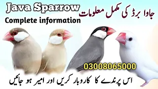 Java Birds Breeding Tips | Java Finch Colony Cage Setup & Seed Mix, Food | Java Sparrow Male Female