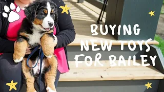 The Best Toys For Bernese Mountain Dog Puppy