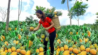 Harvest Pineapple Garden Goes to the market sell - grow pineapple - farm life l Triệu Thị xuân