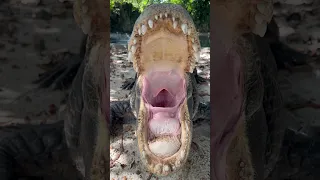 Nice big yawn from Casper! Come do a tour and swim with me and Casper at Everglades outpost 🐊￼