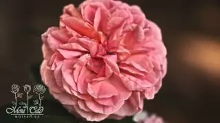 Роза Chippendale [ROSEN TANTAU]