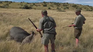 Cape Buffalo Hunt with Omni Hunting Safaris