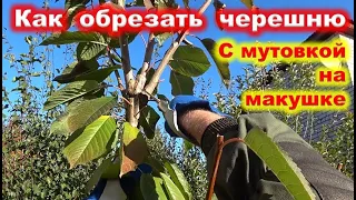 ОБРЕЗКА молодой ЧЕРЕШНИ 3 лет с мутовкой