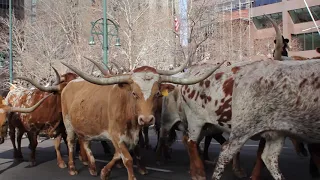 NWSS Kickoff Parade Highlights