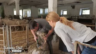 5 Kilo Wolle: Schaf Paula beim Friseur