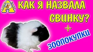 КАК Я НАЗВАЛА НОВОГО ПИТОМЦА? / КАКАЯ КЛИЧКА? / ЗООПОКУПКИ / ПОКУПКИ ИЗ ЗООМАГАЗИНА