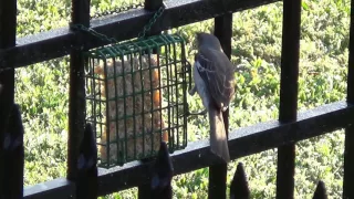 Mocking Bird at Feeders - Slow Motion