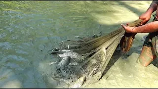 Cast Net Fishing | Catching Lot Of Fish using Cast net by Removing Water from the canal