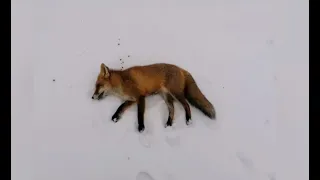 Fox hunting in winter