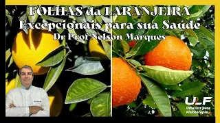 FOLHAS da LARANJEIRA Excepcionais para sua Saúde. Dr Prof Nelson Marques