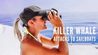 KILLERS WHALES ARE ATTACKING SAILBOATS Ep41
