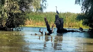 Another Day Trip in  the DANUBE DELTA (Tulcea - Letea - Sulina - Tulcea)