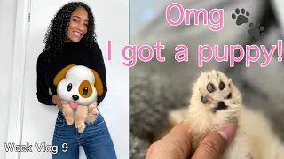 I GOT A PUPPY!! The first days with my pomeranian puppy - Model life of Naomi Lucia | Week Vlog 9