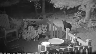 Bear versus Possum (7/15/2022)