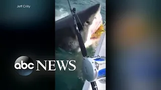 Fisherman off the coast of Manasquan, New Jersey captured a great white shark: Video