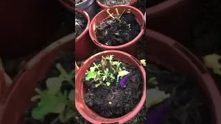 Cutting back leggy Pansy/ viola plants to allow them to regenerate for the autumn/winter