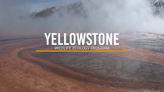 Studying a Yellowstone Icon - Bison Research with EPI