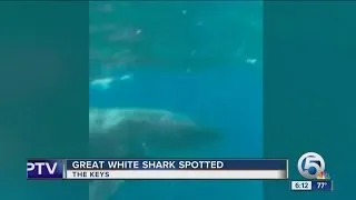 Great white shark sighted in the Florida Keys